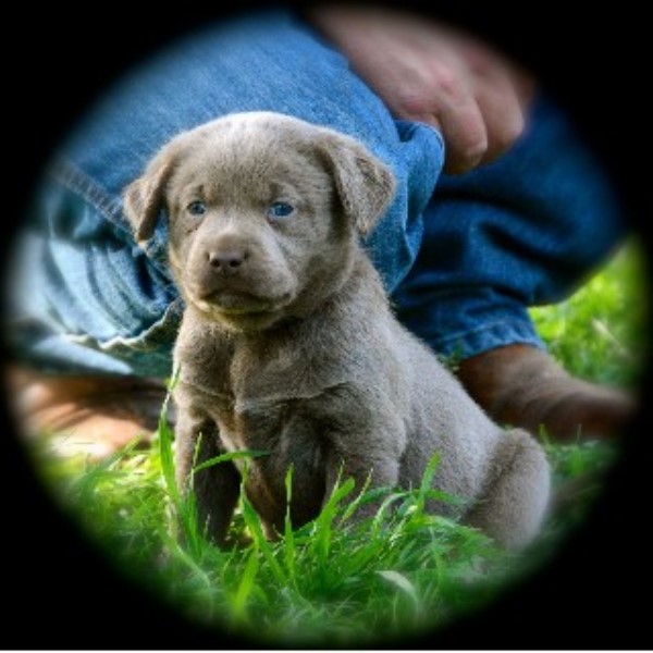 free puppies in oklahoma labrador retriever lab breeders in oklahoma freedoglistings free puppies in oklahoma labrador retriever lab breeders in oklahoma freedoglistings