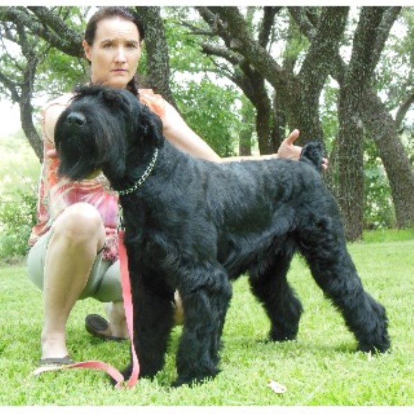 Chardy Giant Schnauzers, Giant Schnauzer Breeder in Gainesville, Texas