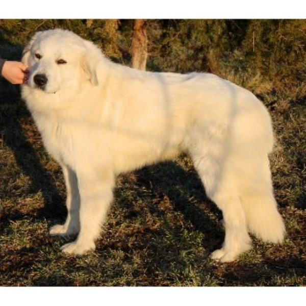 breeders in missouri great pyrenees pyrenean mountain breeders in missouri breeds picture breeders in missouri great pyrenees pyrenean mountain breeders in missouri breeds picture