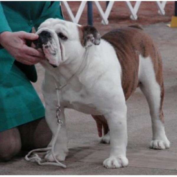 English Bulldog Breeder 24844