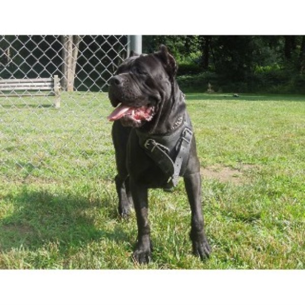 NJ Cane Corso, Cane Corso Breeder in Bayonne, New Jersey