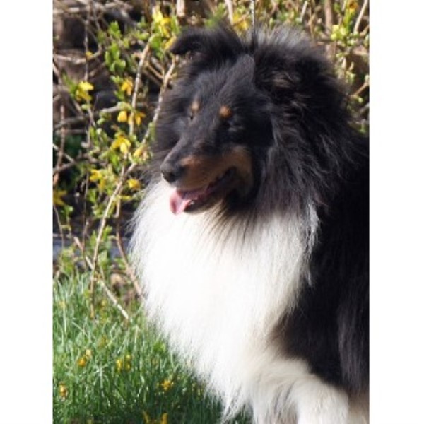rottweiler puppies for sale in charleston wv ashlaur shelties shetland sheepdog stud in charleston west virginia rottweiler puppies for sale in charleston wv ashlaur shelties shetland sheepdog stud in charleston west virginia