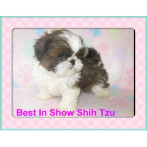 best in show shih tzu best in show shihtzu shih tzu breeder in thomaston listing id 20715 best in show shih tzu best in show shihtzu shih tzu breeder in thomaston listing id 20715