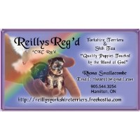 shih tzu rescue toledo ohio terrier breeders in ontario freedoglistings shih tzu rescue toledo ohio terrier breeders in ontario freedoglistings