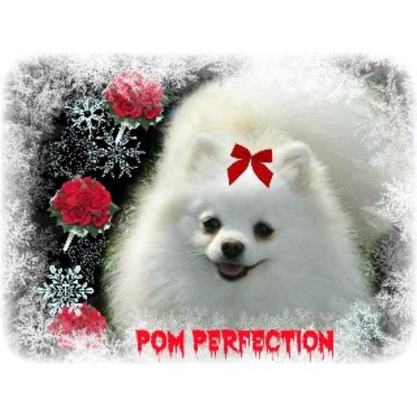 pomeranian breeder san jose pomeranian breeders in california freedoglistings pomeranian breeder san jose pomeranian breeders in california freedoglistings