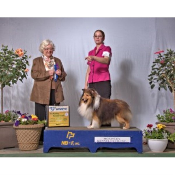 rottweiler puppies for sale in charleston wv ashlaur shelties shetland sheepdog stud in charleston west virginia rottweiler puppies for sale in charleston wv ashlaur shelties shetland sheepdog stud in charleston west virginia