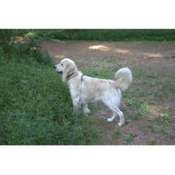 tennessee golden retriever cold mountain retrievers golden retriever stud in chuckey tennessee tennessee golden retriever cold mountain retrievers golden retriever stud in chuckey tennessee