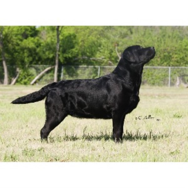 Paloma Labrador Retrievers, Labrador Retriever Breeder in Robinson, Texas