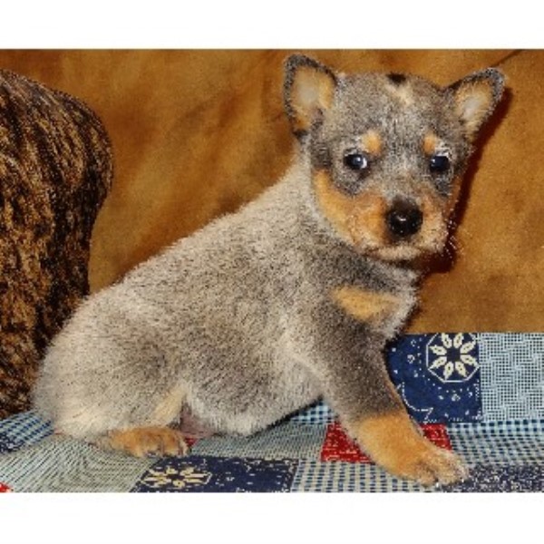 Burnt Kerosene Blue Heelers, Australian Cattle Dog Breeder in New