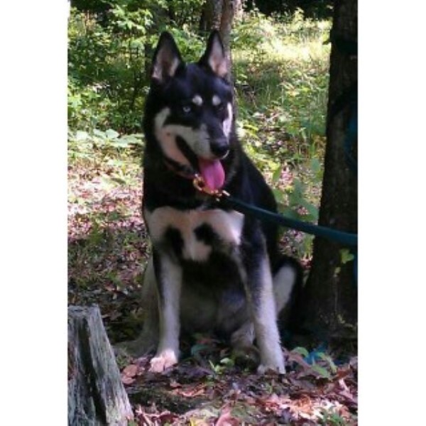 pomeranian husky mix for sale in arkansas pomeranian husky mix everything you need to wallpaper breeds picture pomeranian husky mix for sale in arkansas pomeranian husky mix everything you need to wallpaper breeds picture