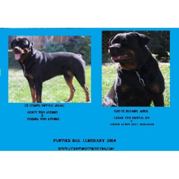 rottweiler breeders illinois cernys rottweilers rottweiler breeder in granite city illinois rottweiler breeders illinois cernys rottweilers rottweiler breeder in granite city illinois