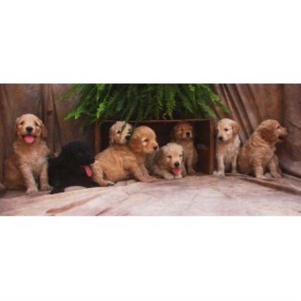 goldendoodle puppies ct ct s goldendoodles goldendoodle breeder in vanceburg kentucky listing id 21723 goldendoodle puppies ct ct s goldendoodles goldendoodle breeder in vanceburg kentucky listing id 21723