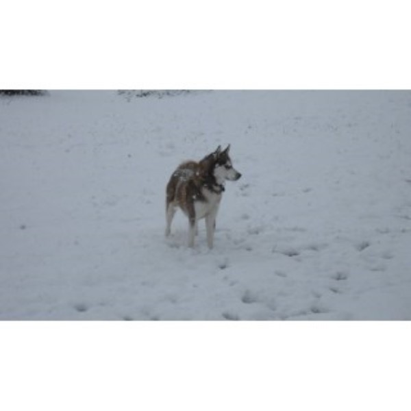 puppies for sale in ruston la cockrell siberian husky stud in ruston louisiana puppies for sale in ruston la cockrell siberian husky stud in ruston louisiana