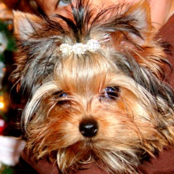 Chantailly Lace Yorkies, Yorkshire Terrier Breeder in Stafford, Virginia