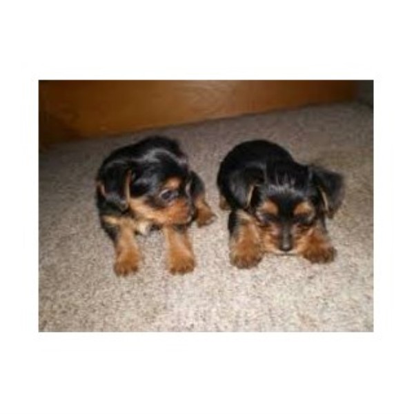 yorkie poo rescue va yorkie breeders in virginia picture breeds picture yorkie poo rescue va yorkie breeders in virginia picture breeds picture