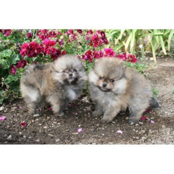 pomeranian breeders san diego divapoms pomeranian breeder in san diego california pomeranian breeders san diego divapoms pomeranian breeder in san diego california