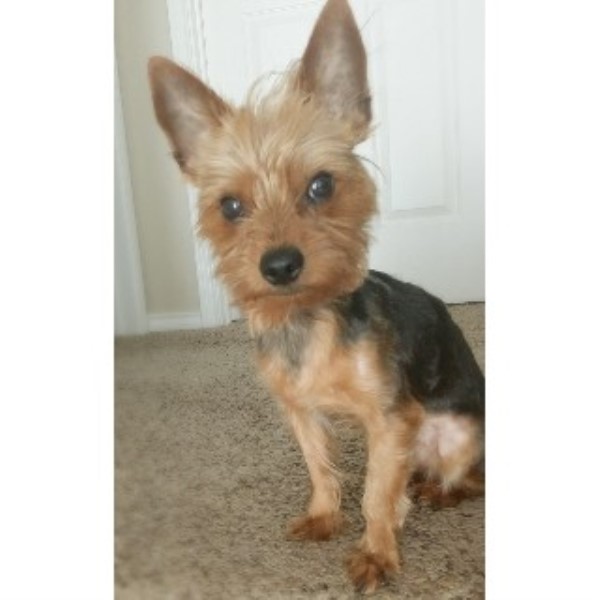 yorkie service yorkie stud service terrier stud in grand prairie yorkie service yorkie stud service terrier stud in grand prairie