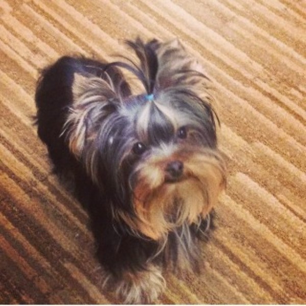 yorkie breeders in ca my itty bitty yorkies terrier breeder in sun valley california listing id yorkie breeders in ca my itty bitty yorkies terrier breeder in sun valley california listing id