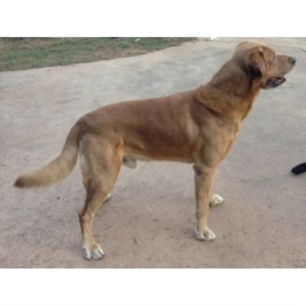 how much does a labrador puppy cost how much does a fox labrador retriever puppy cost breeds picture how much does a labrador puppy cost how much does a fox labrador retriever puppy cost breeds picture
