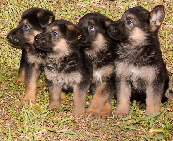 German Shepherd Puppies Fl