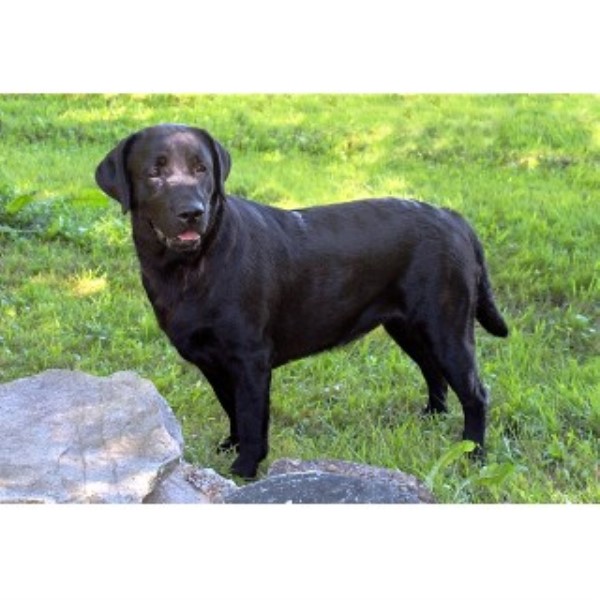 lab puppies for sale in maine big thunder kennels labrador retriever breeder in bangor maine listing id 19462 lab puppies for sale in maine big thunder kennels labrador retriever breeder in bangor maine listing id 19462