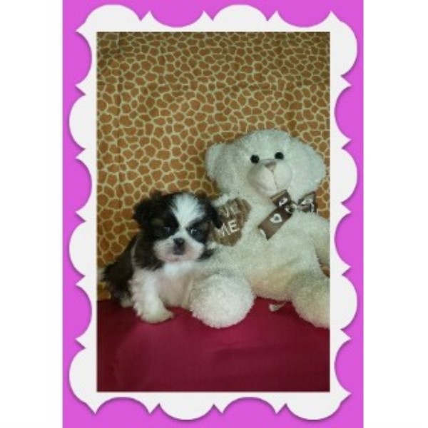 shih tzu breeder california cotton shih tzu shih tzu breeder in hesperia california shih tzu breeder california cotton shih tzu shih tzu breeder in hesperia california