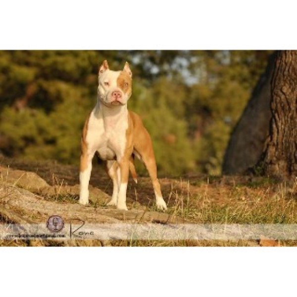 Sunrise Kennels APBT, American Pit Bull Terrier Breeder in San Diego