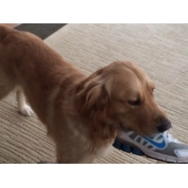 va golden retriever rescue golden retriever for stud in virginia freedoglistings va golden retriever rescue golden retriever for stud in virginia freedoglistings