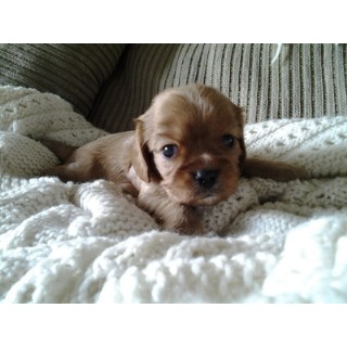 Cavalier King Charles Spaniel breeder Murrieta 16865