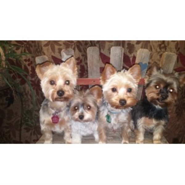 minnesota yorkie breeders blooming prairie yorkies and biewers terrier breeder in rock creek minnesota minnesota yorkie breeders blooming prairie yorkies and biewers terrier breeder in rock creek minnesota