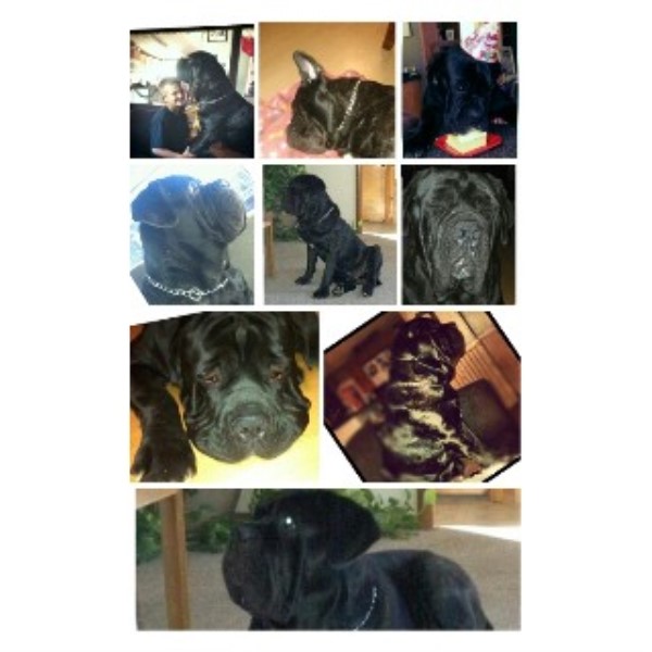 rottweiler puppies for sale in jonesboro arkansas trio neos neapolitan mastiff stud in jonesboro arkansas rottweiler puppies for sale in jonesboro arkansas trio neos neapolitan mastiff stud in jonesboro arkansas