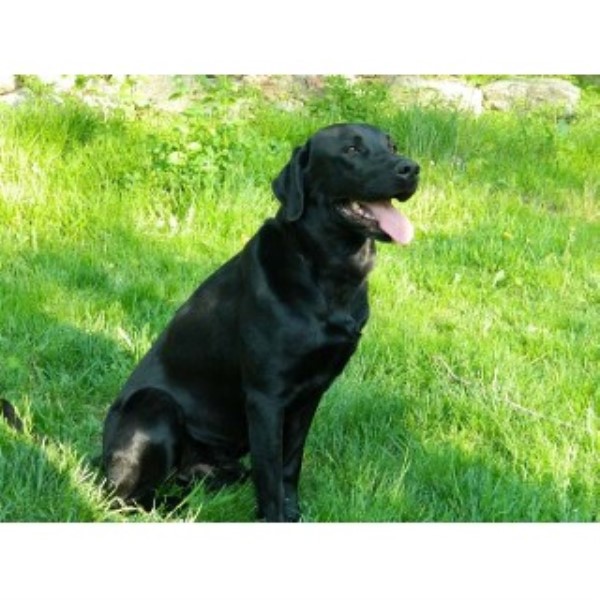 lab puppies for sale northern california white labrador puppies for sale in northern california breeds picture lab puppies for sale northern california white labrador puppies for sale in northern california breeds picture