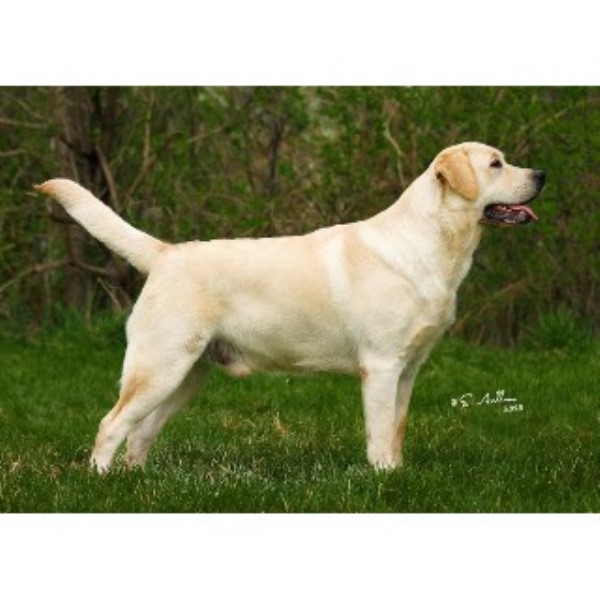 lab puppies for sale in maine big thunder kennels labrador retriever stud in winterport maine listing id 21800 lab puppies for sale in maine big thunder kennels labrador retriever stud in winterport maine listing id 21800