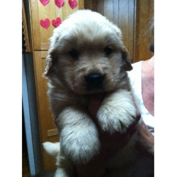 golden retriever breeders new picabo golden retrievers golden retriever breeder in milltown new jersey golden retriever breeders new picabo golden retrievers golden retriever breeder in milltown new jersey