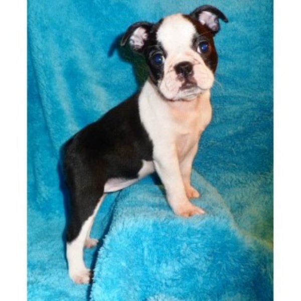 free puppies knoxville tn bestbostonterrierpuppies boston terrier breeder in knoxville tennessee free puppies knoxville tn bestbostonterrierpuppies boston terrier breeder in knoxville tennessee