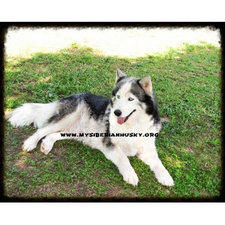 Siberian Husky breeder Charlotte 21683