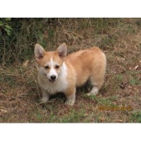 yorkie puppies for sale in cabot arkansas pembroke corgi breeders in arkansas freedoglistings yorkie puppies for sale in cabot arkansas pembroke corgi breeders in arkansas freedoglistings