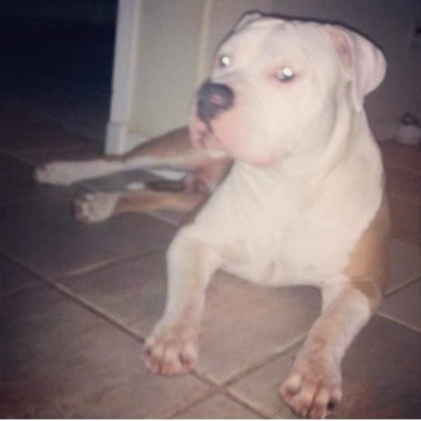pitbull puppies for sale bay area american staffordshire terrier puppies for sale in bay area breeds picture pitbull puppies for sale bay area american staffordshire terrier puppies for sale in bay area breeds picture