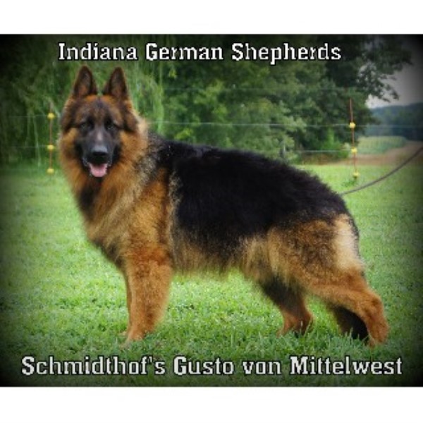 breeders in indiana german shepherd gsd alsatian breeders in indiana freedoglistings breeders in indiana german shepherd gsd alsatian breeders in indiana freedoglistings