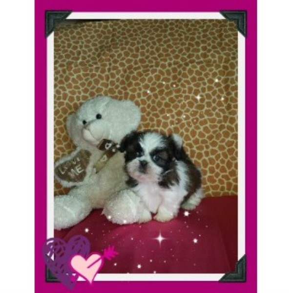 shih tzu rescue southern california cotton shih tzu shih tzu breeder in hesperia california shih tzu rescue southern california cotton shih tzu shih tzu breeder in hesperia california