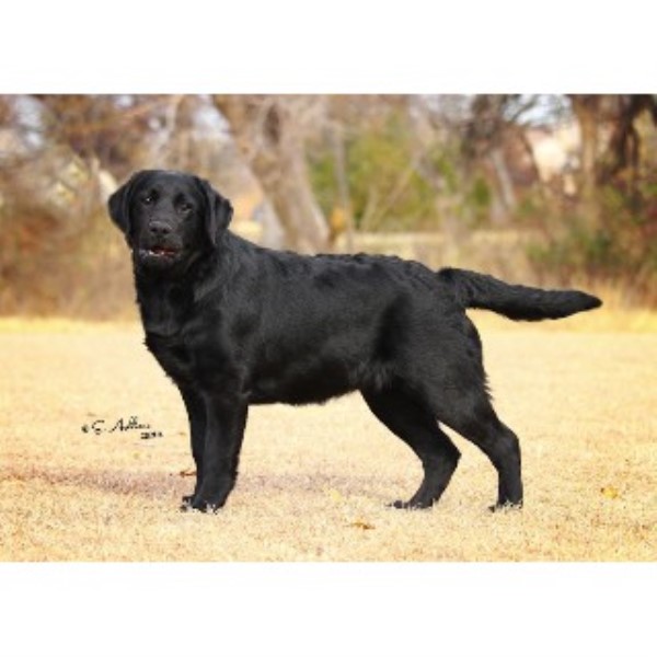 Paloma Labrador Retrievers, Labrador Retriever Breeder in Robinson, Texas