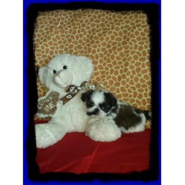 shih tzu breeder california cotton shih tzu shih tzu breeder in hesperia california shih tzu breeder california cotton shih tzu shih tzu breeder in hesperia california