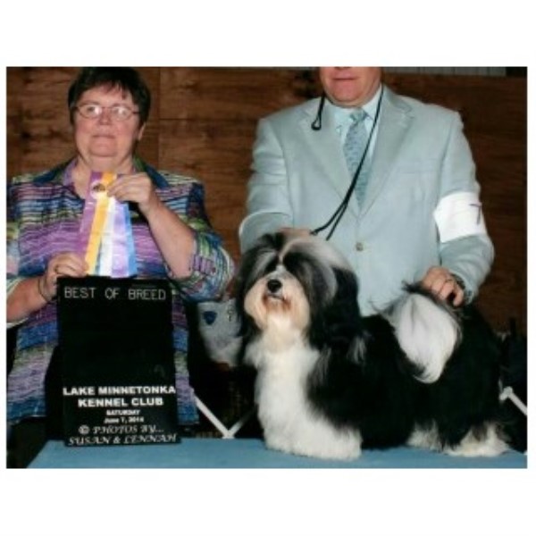 steel city havanese havanese breeders in the usa and canada freedoglistings page 1 steel city havanese havanese breeders in the usa and canada freedoglistings page 1