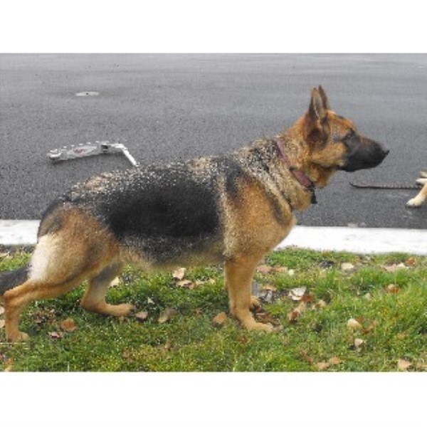 free puppies portland oregon akc gsd german shepherd breeder in portland oregon listing id 21975 free puppies portland oregon akc gsd german shepherd breeder in portland oregon listing id 21975