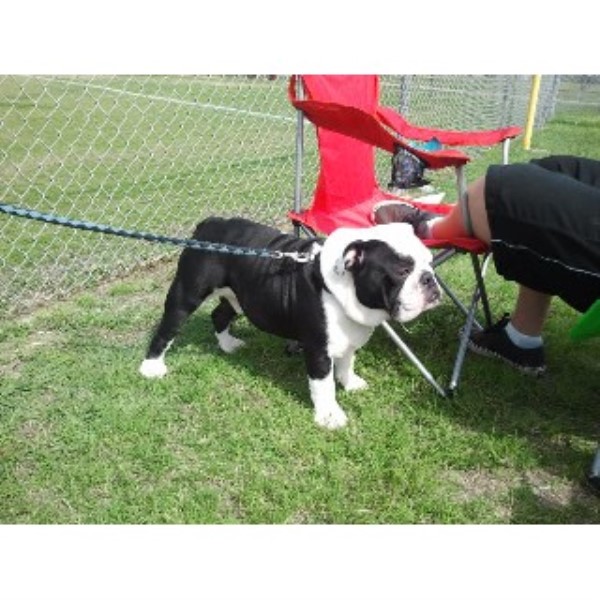 free puppies killeen tx bull grande bulldog stud in killeen free puppies killeen tx bull grande bulldog stud in killeen