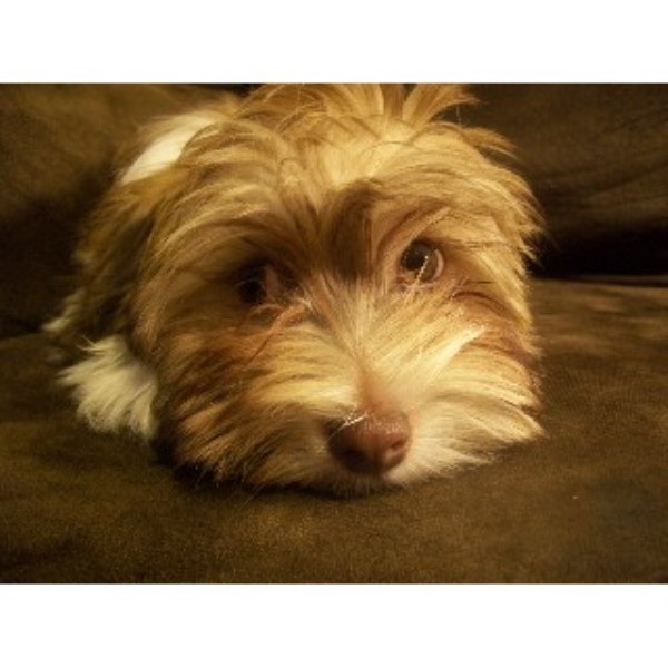 havanese rescue pa havanese breeders in pennsylvania freedoglistings havanese rescue pa havanese breeders in pennsylvania freedoglistings