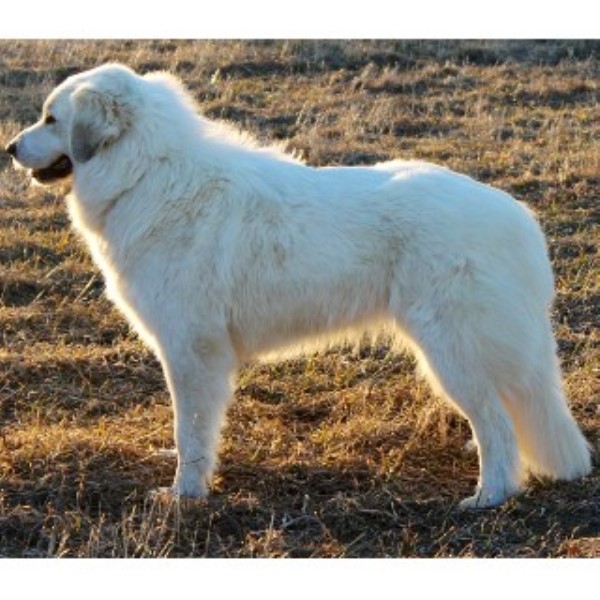Pyrelegance Kennels, Great Pyrenees Breeder in Columbia, Missouri