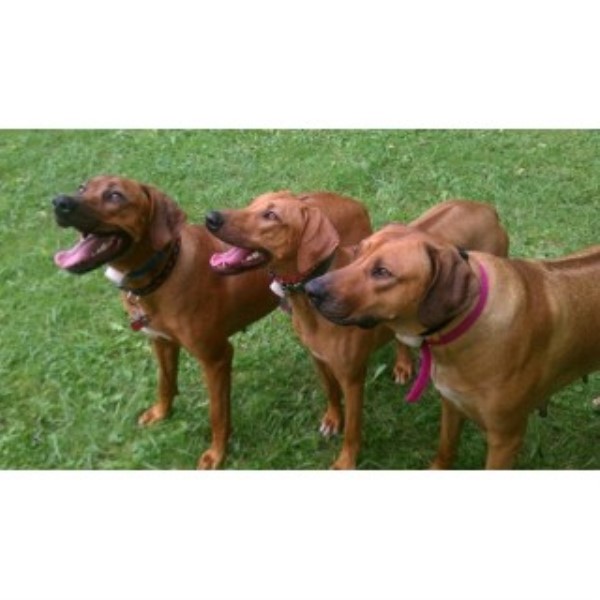 Kendi Rhodesians, Rhodesian Ridgeback Breeder in Loveland, Ohio