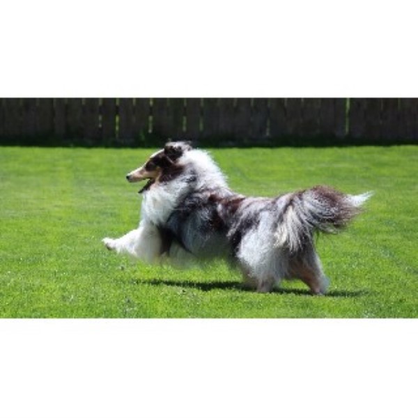 puppy trenton mi leigh hi shetland sheepdogs shetland sheepdog stud in trenton michigan puppy trenton mi leigh hi shetland sheepdogs shetland sheepdog stud in trenton michigan