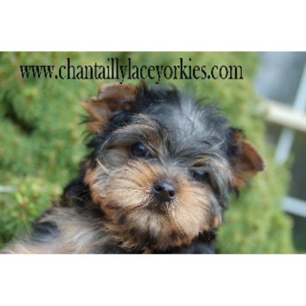 Chantailly Lace Yorkies, Yorkshire Terrier Breeder in Stafford, Virginia